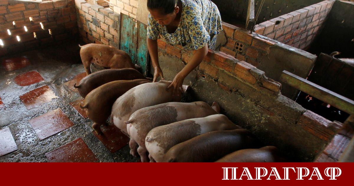 Епидемия от африканска чума по свинете АЧС продължава да бушува