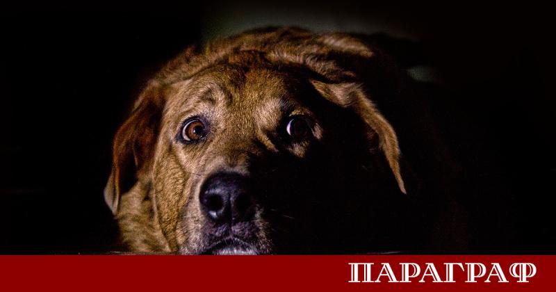 Природозащитни организации отново отправят апел за коледни и новогодишни празненства