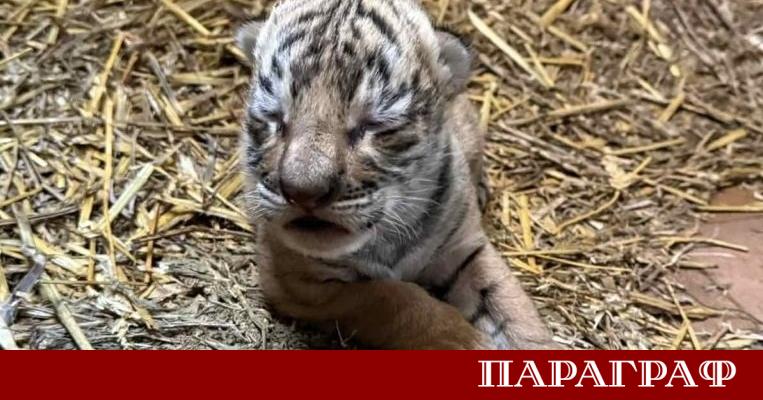 Днес 23 декември 2025 г зоопаркът в Стара Загора представи