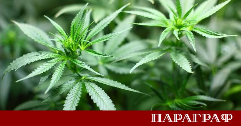 Мъж на 28 години от Бачково е осъден за шофиране