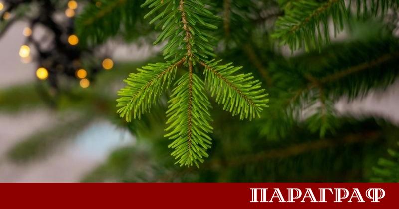 С наближаването на Коледа изборът за празнично дърво става все