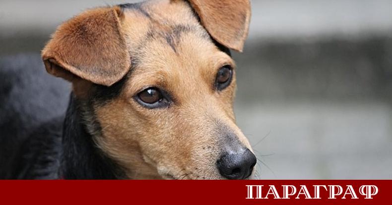 Пенсионер от Асеновград е глобен със 100 лв за дребно