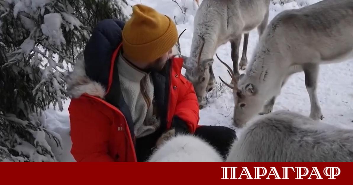 Северните елени в Лапландия са изправени пред сериозни предизвикателства Те