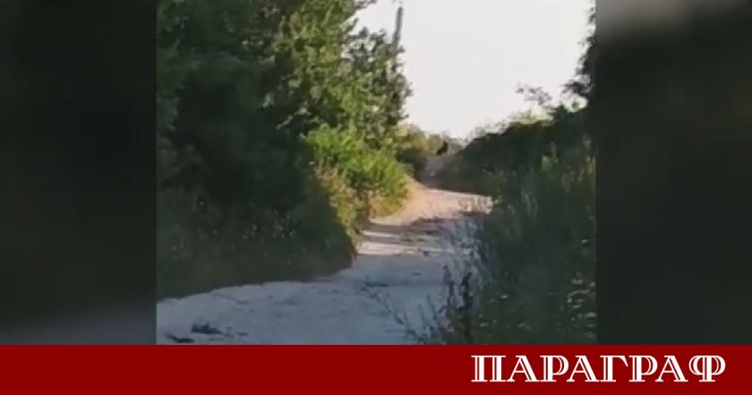 Неидентифицирана голяма черна котка стана център на национално издирване през