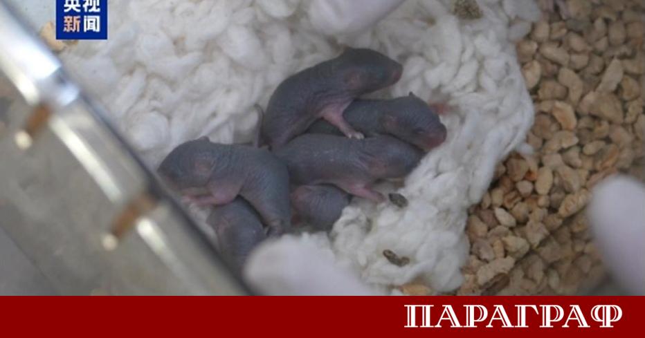 Мишка участвала в космическа мисия на китайската станция успешно е