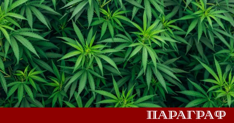 Босна и Херцеговина официално легализира употребата на канабис за медицински