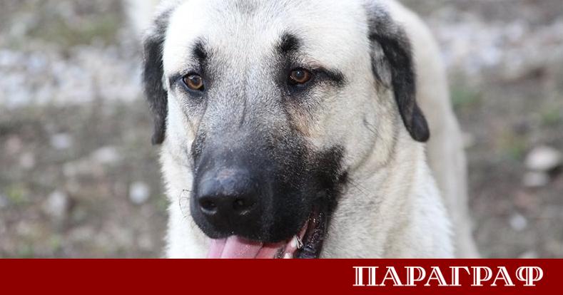 50 килограмово куче е било застреляно край Българово часове преди