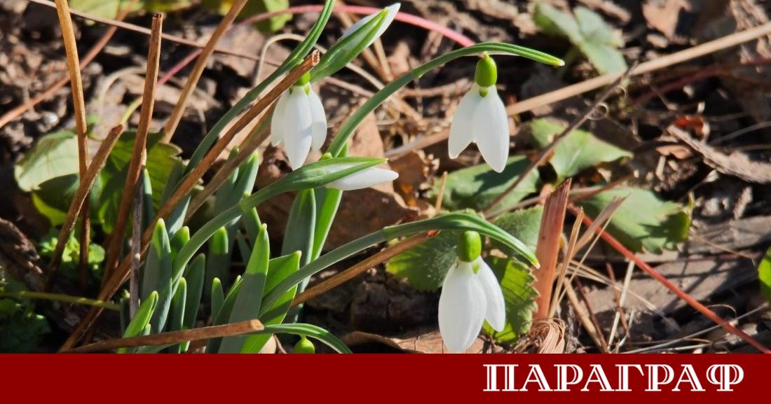 Природата поднесе необичайна изненада в Казанлък Само ден след Нова