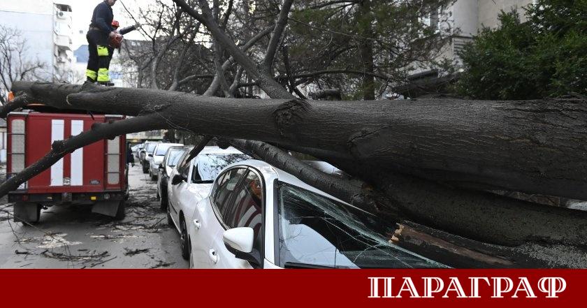 Огромно дърво падна върху лек автомобил в столичния квартал Борово