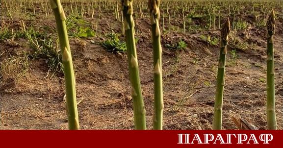 След десетилетия на забрава аспержите отново намират място в българското