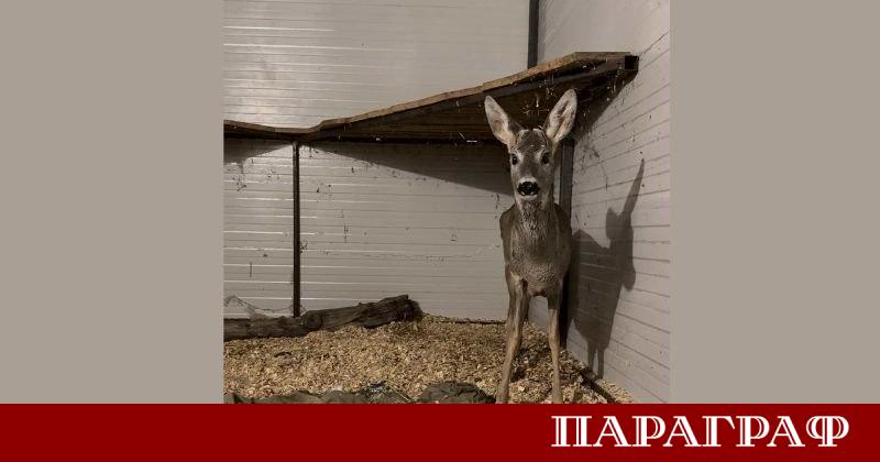 Екип на бургаската полиция спаси бедстваща сърна Животното е било