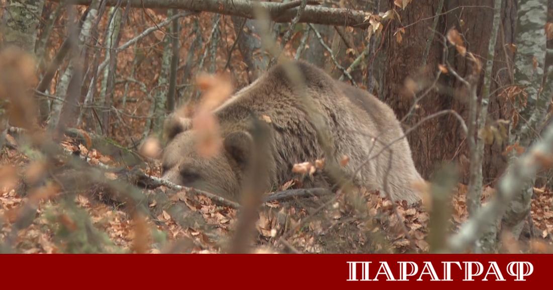 Град Белица известен със своя Парк за мечки отдава почит