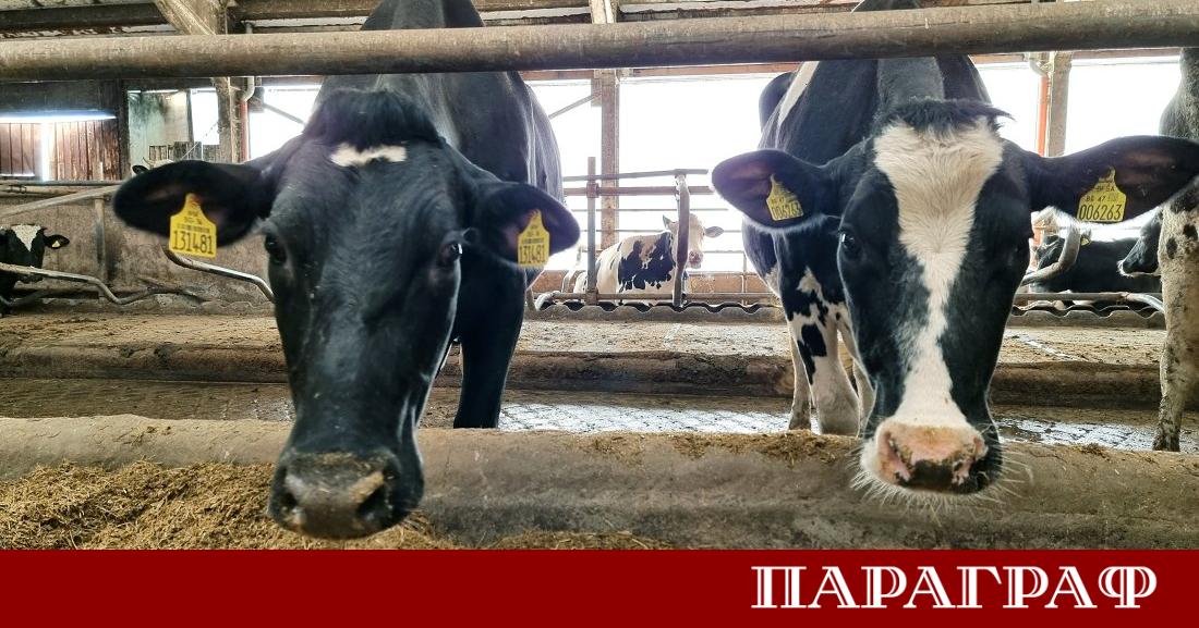 Второ огнище на болестта син език по преживни животни е