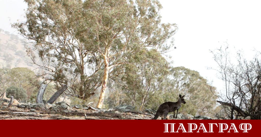 Рядко поколение бели кенгура привлича туристи от цял свят в