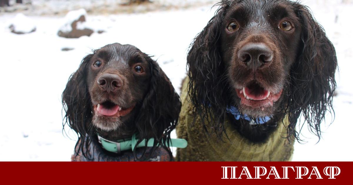 Ново проучване разкрива че някои кучета могат да усвояват думи