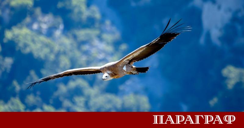 Трагичен инцидент с отровени лешояди разтърси района на котленското село