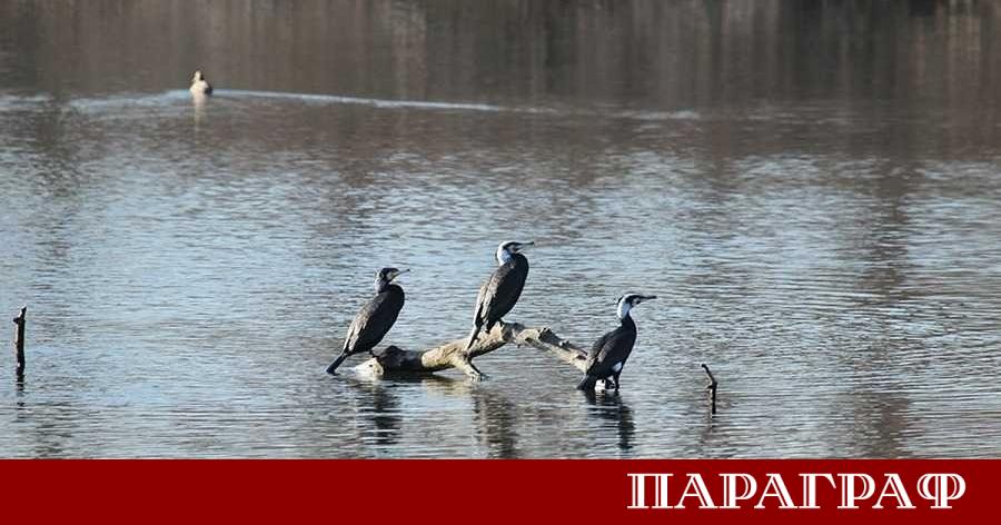 Днес 15 януари 2026 г в България стартира юбилейното 50