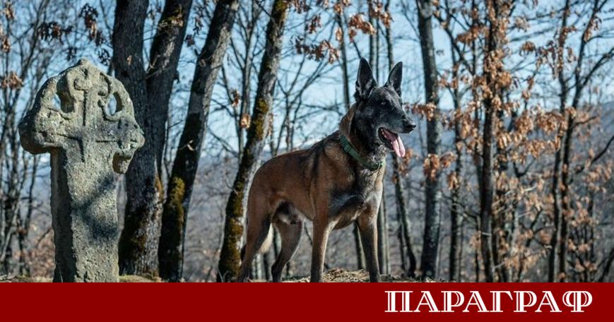 Белгийската овчарка Колт която играе ролята на граничарското куче Айрън