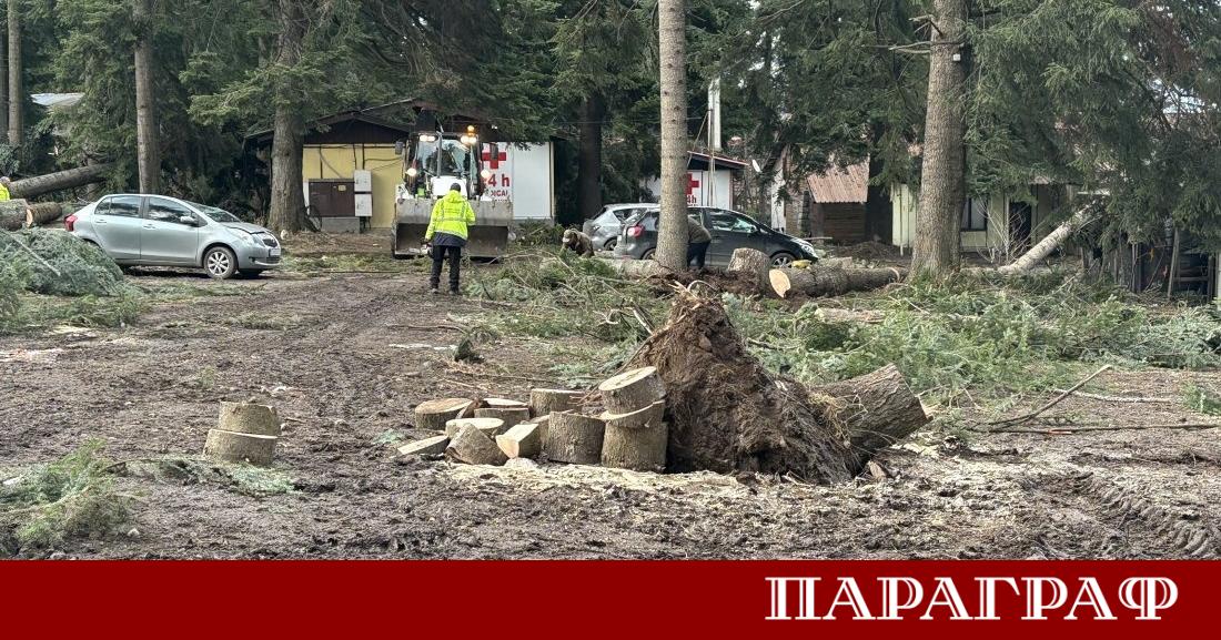 Община Самоков предприе спешна санитарна сеч в Боровец Мярка е