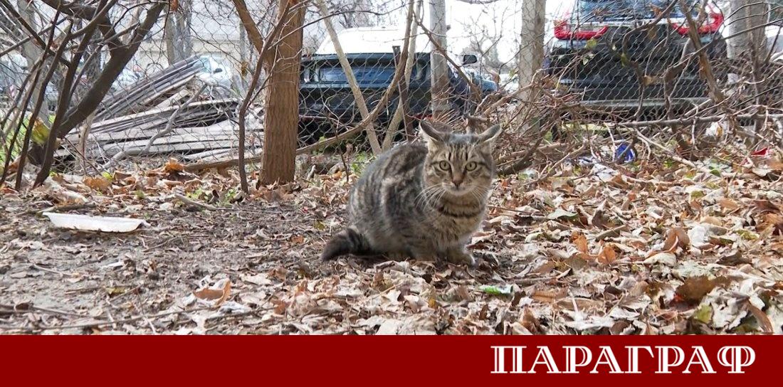 Община Варна предприе активни мерки за овладяване популацията на бездомните