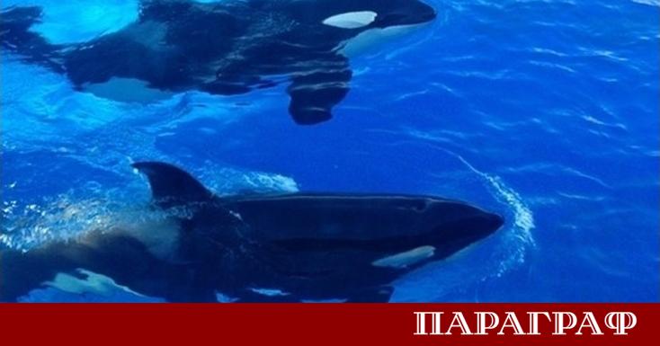 Група косатки привлече десетки хора на брега в Западен Сиатъл