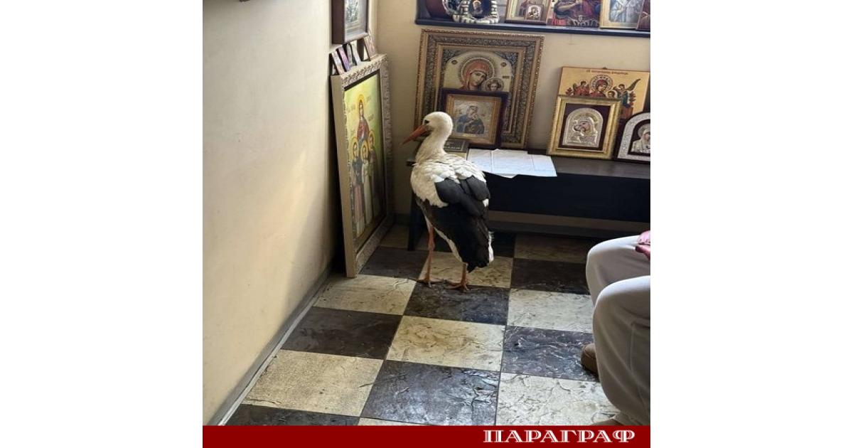 Зимуващ щъркел намери убежище от студа в параклис в бургаския