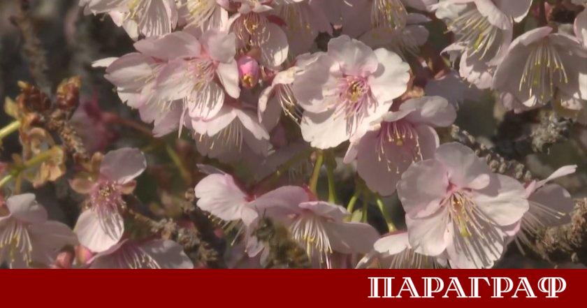Необичайно топлата зима в Япония доведе до преждевременен цъфтеж на
