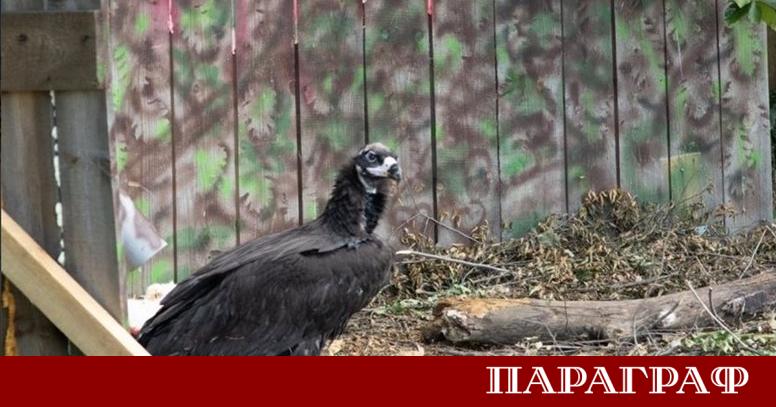 Мащабно отравяне на седем лешояда шест от които черни лешояда