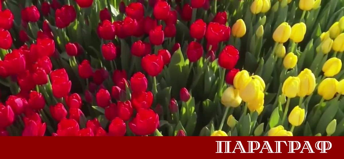 Площадът на музеите в Амстердам се оцвети в живи багри