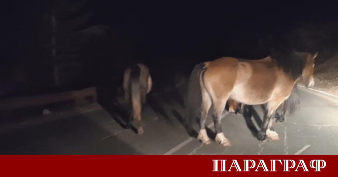 Безстопанствени коне създават сериозна опасност за инциденти по пътя Троян