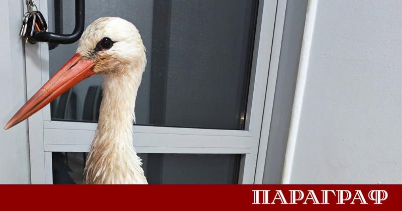 Премръзнал щъркел потърси подслон в параклис на бургаска болница Птицата