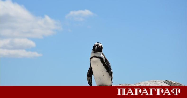 Размножителният период на пингвините в Антарктика се е изместил с
