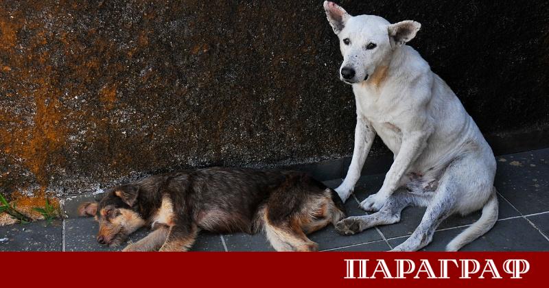 След въвеждането на еврото десетки кампании търсят нови приложения на