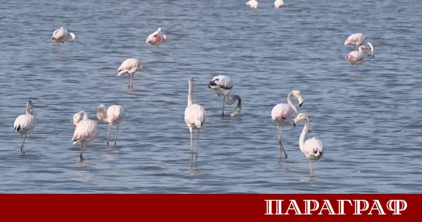 Орнитолози в България успешно приключиха юбилейното 50 о преброяване на
