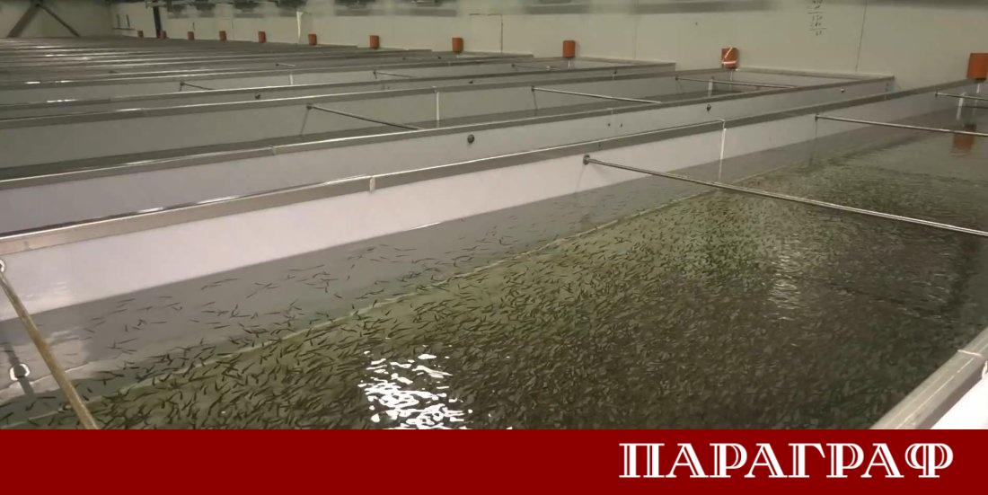 Огромно количество мъртва риба е открито в едно от най