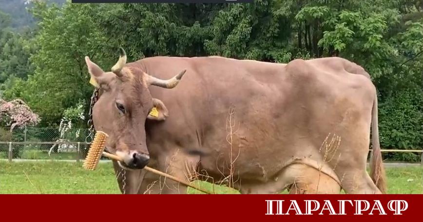 Учени преосмислят представите за интелигентността на кравите Австрийската крава Вероника