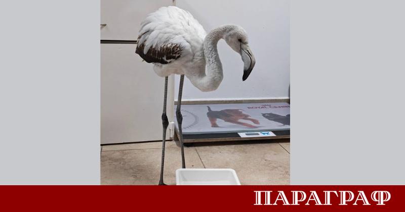 Екип на Регионалната инспекция по околна среда и води РИОСВ