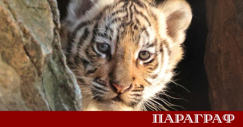Новороденото бенгалско тигърче в Зоопарк Стара Загора вече си има
