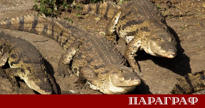 След опустошителни наводнения в Мозамбик крокодили се появиха в населените