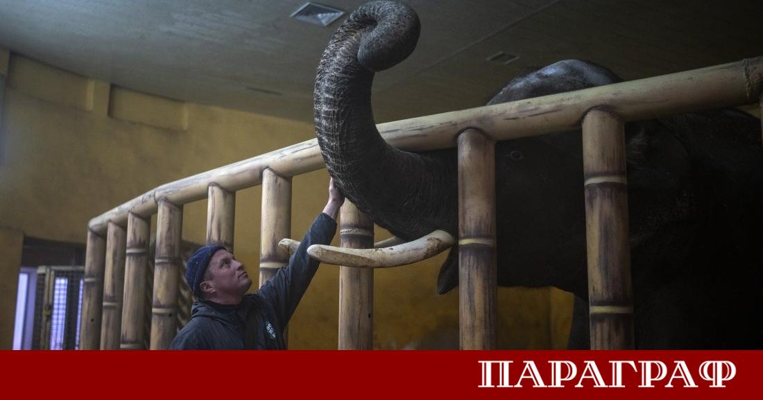 Служители на Киевския зоопарк полагат неимоверни усилия да осигурят топлина