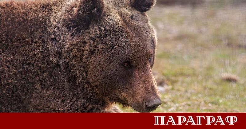 Румъния предприема мащабни мерки срещу зачестилите нападения от мечки Страната