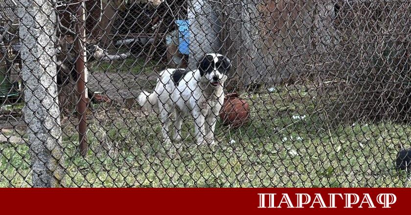 Сериозен инцидент с агресивно животно разтърси източния квартал на град