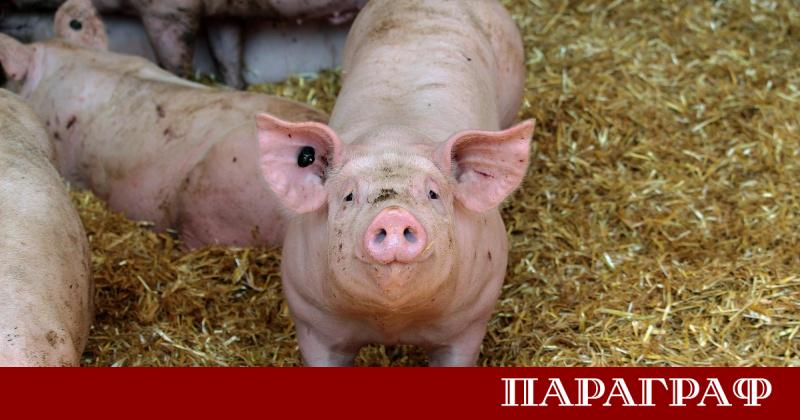 Ветеринарните власти в Румъния предприеха драстични мерки за овладяване на