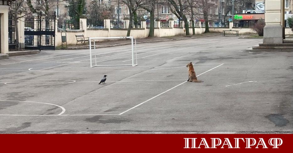 Жителите на столицата станаха свидетели на необичайна гледка в самия