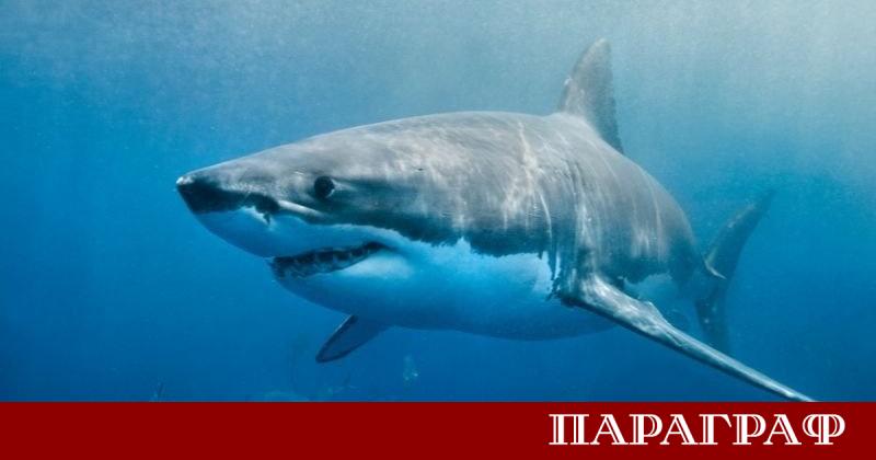 Пореден фатален инцидент с морски хищник разтърси крайбрежието на Бразилия