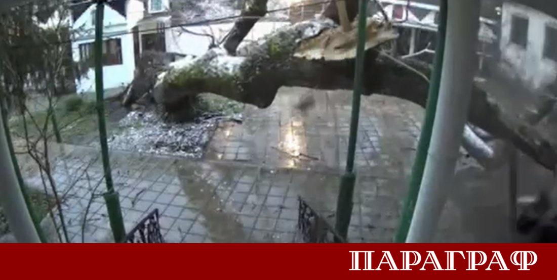 Огромно дърво падна в двора на бургаския манастир Рождество Богородично