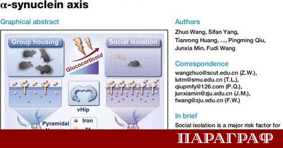 Учени от Китай идентифицираха биологичен механизъм който обяснява как социалната