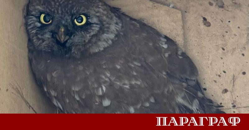 Екип от Регионалната инспекция по околната среда и водите РИОСВ