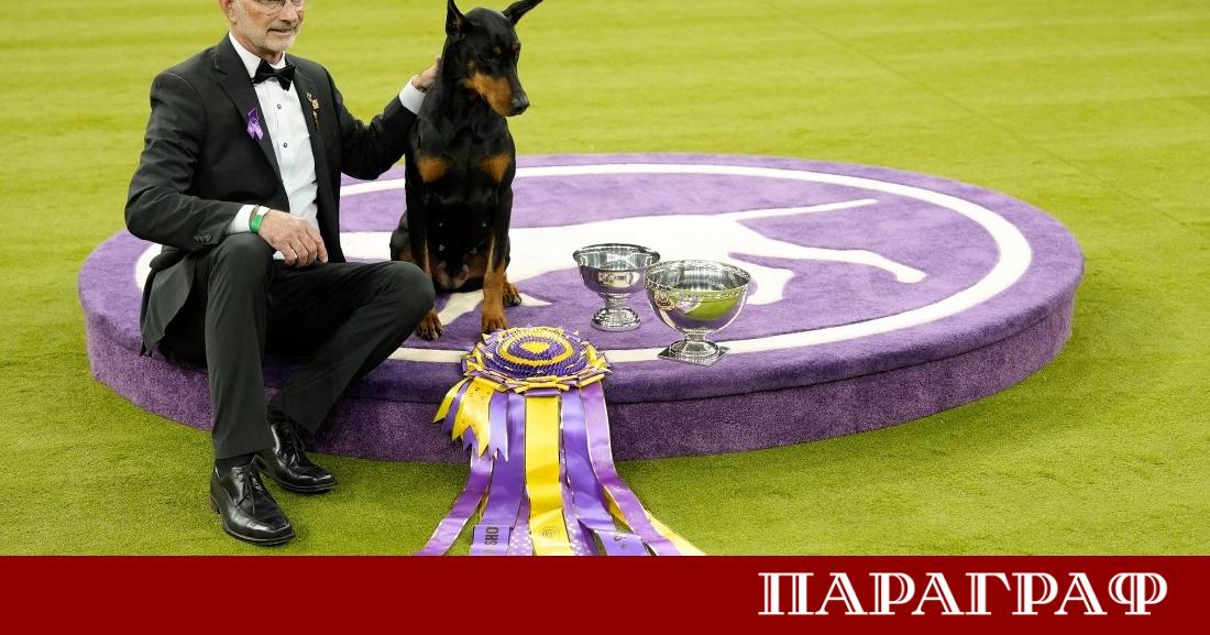Четиригодишният женски доберман Пени спечели Голямата награда на престижното Уестминстърско