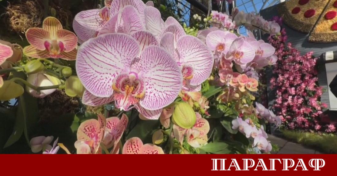 Ботаническата градина в Бронкс се превърна в истинска цветна арена